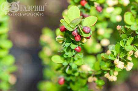саженцы Барбарис Тунберга Erecta