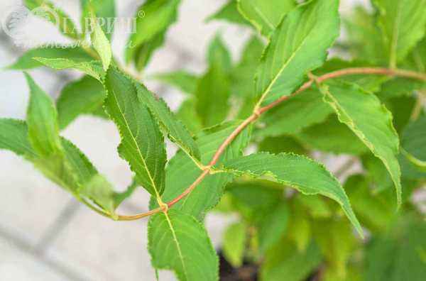 саженцы Вейгела цветущая Candida