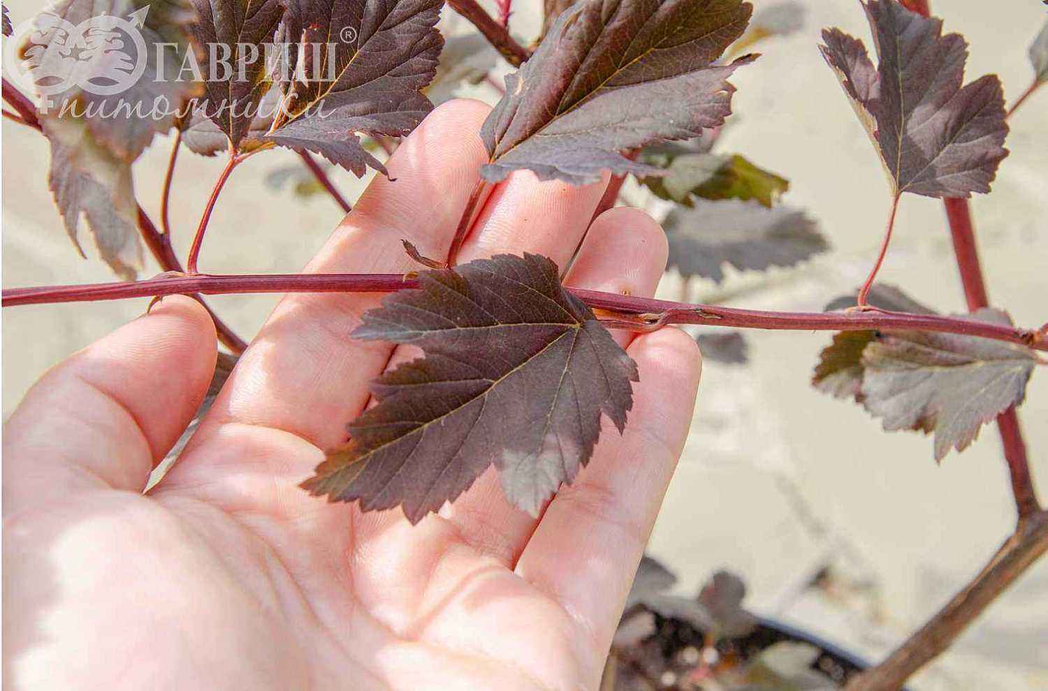 Пузыреплодник калинолистный  Summer Wine (Seward)