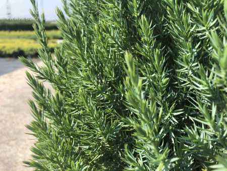 Купить можжевельник китайский stricta деревья и растения