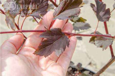 саженцы Пузыреплодник калинолистный  Summer Wine (Seward)