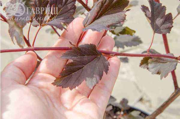 саженцы Пузыреплодник калинолистный  Summer Wine (Seward)