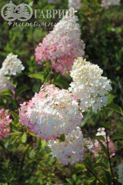 саженцы Гортензия метельчатая Vanille Fraise (Renhy)
