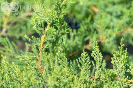 Купить можжевельник средний pfitzeriana glauca деревья и растения