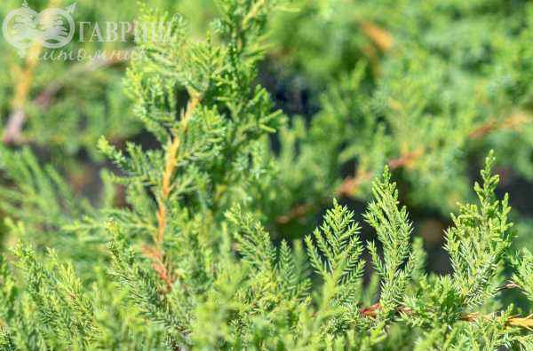 Купить можжевельник средний pfitzeriana glauca деревья и растения