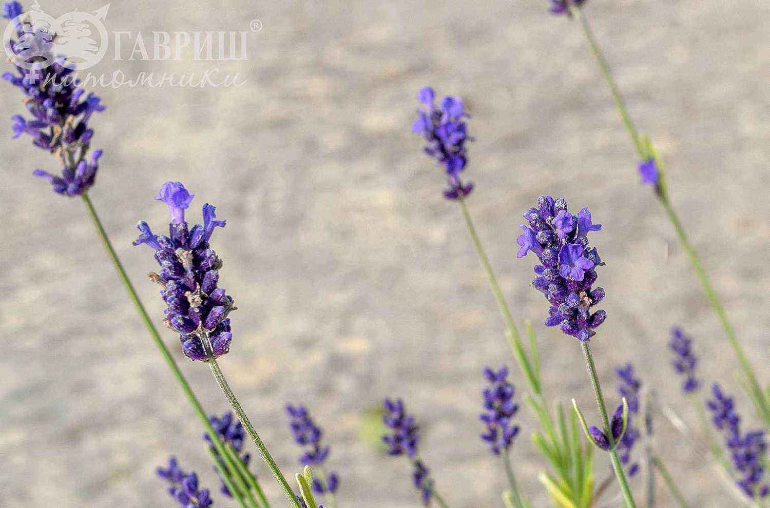 Лаванда узколистная Hidcote (Hidcote Blue)