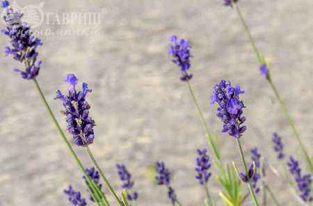саженцы Лаванда узколистная Hidcote (Hidcote Blue)