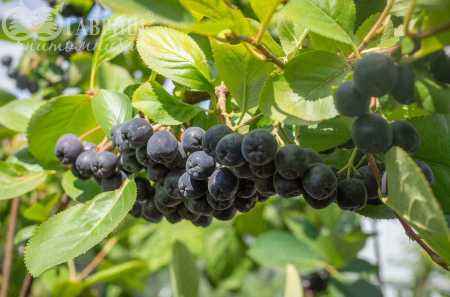 саженцы Арония черноплодная или черноплодная рябина