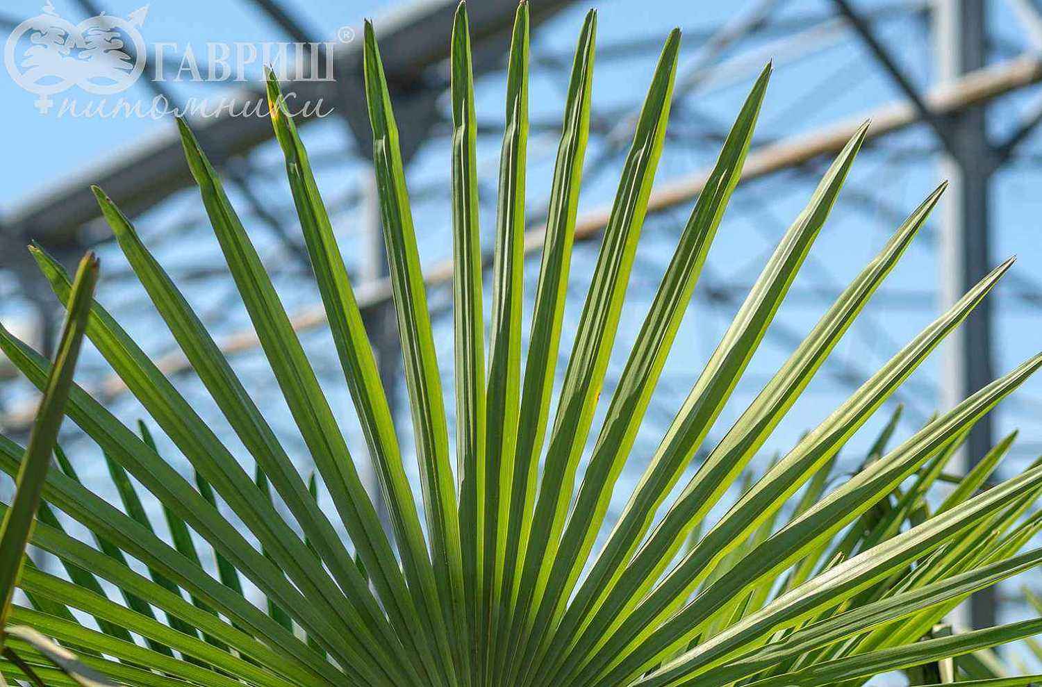 Трахикарпус Форчуна