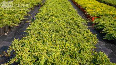Купить можжевельник лежачий nana деревья и растения