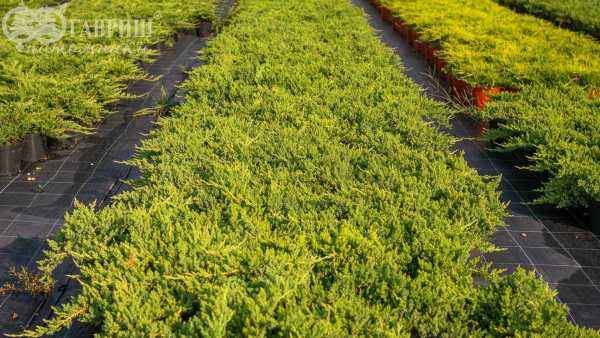 Купить можжевельник лежачий nana деревья и растения