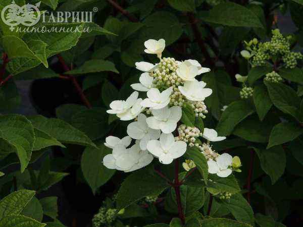 саженцы Гортензия метельчатая Wim's Red