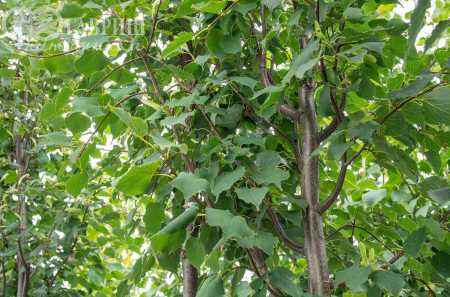 Саженцы липа мелколистная (сердцевидная) greenspire