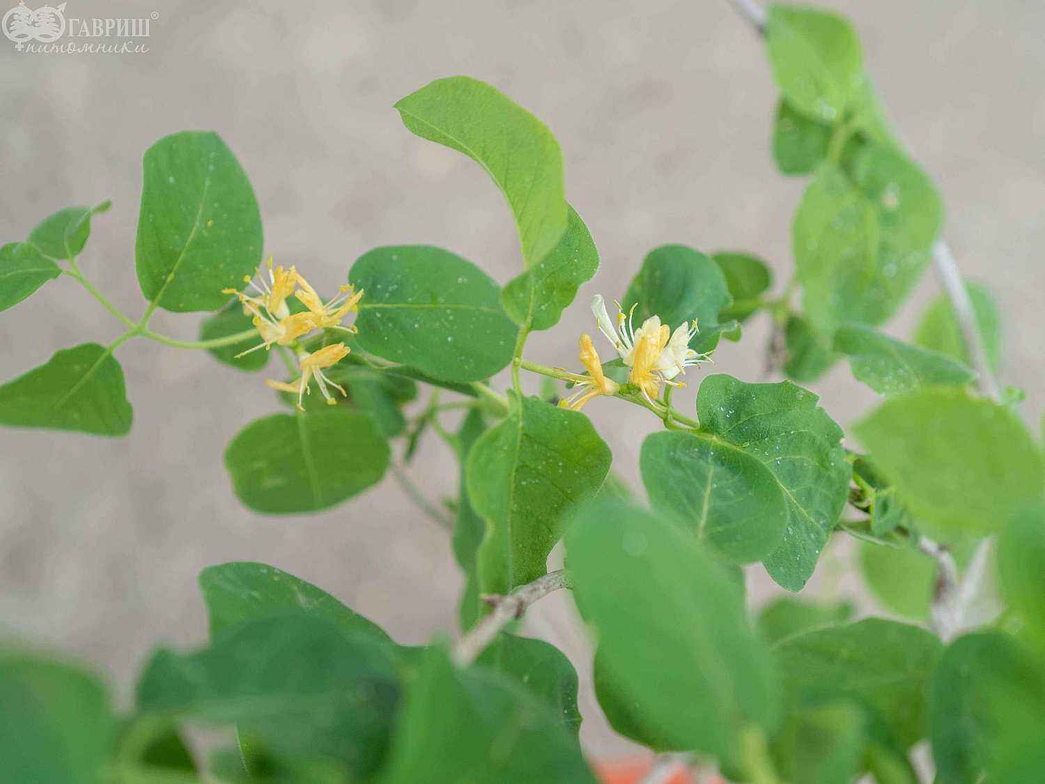 Жимолость обыкновенная  (лесная, настоящая)