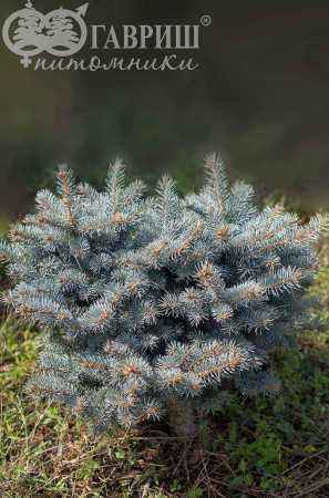 Купить ель колючая  waldbrunn деревья и растения