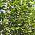 Саженцы вишня кустарниковая globosa (вишня шаровидная umbraculifera)