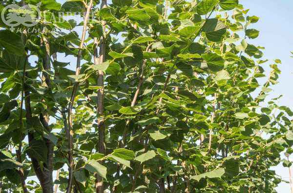 Саженцы вишня кустарниковая globosa (вишня шаровидная umbraculifera)