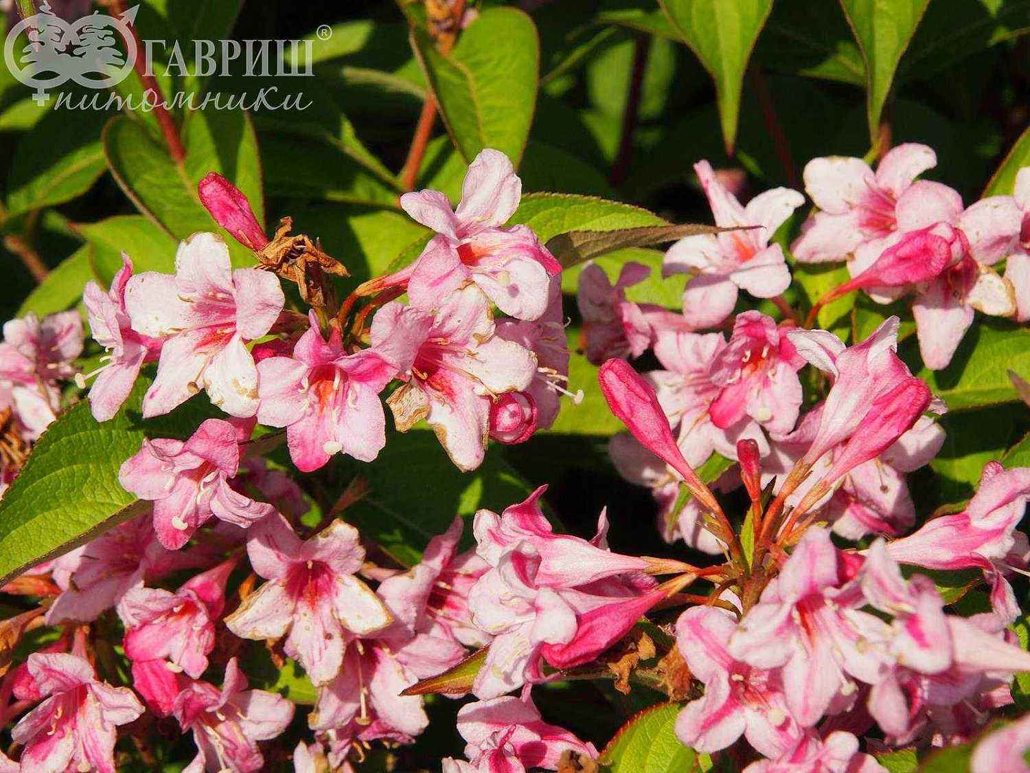 Вейгела цветущая Boskoop Glory