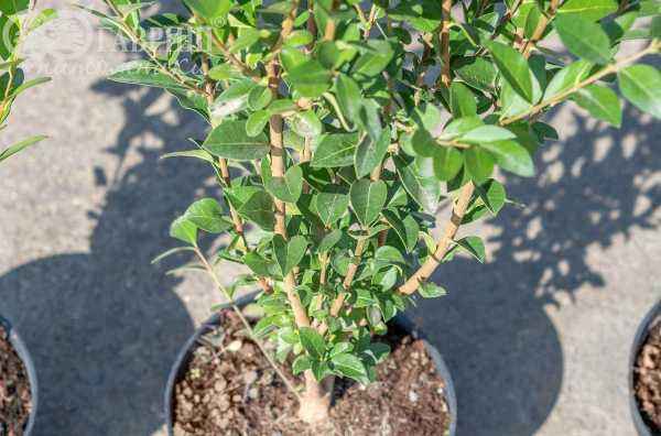 саженцы Бирючина обыкновенная