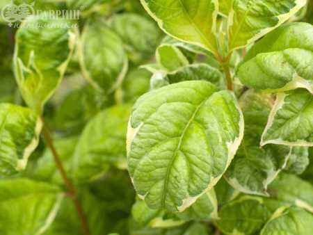 саженцы Вейгела цветущая Caricature