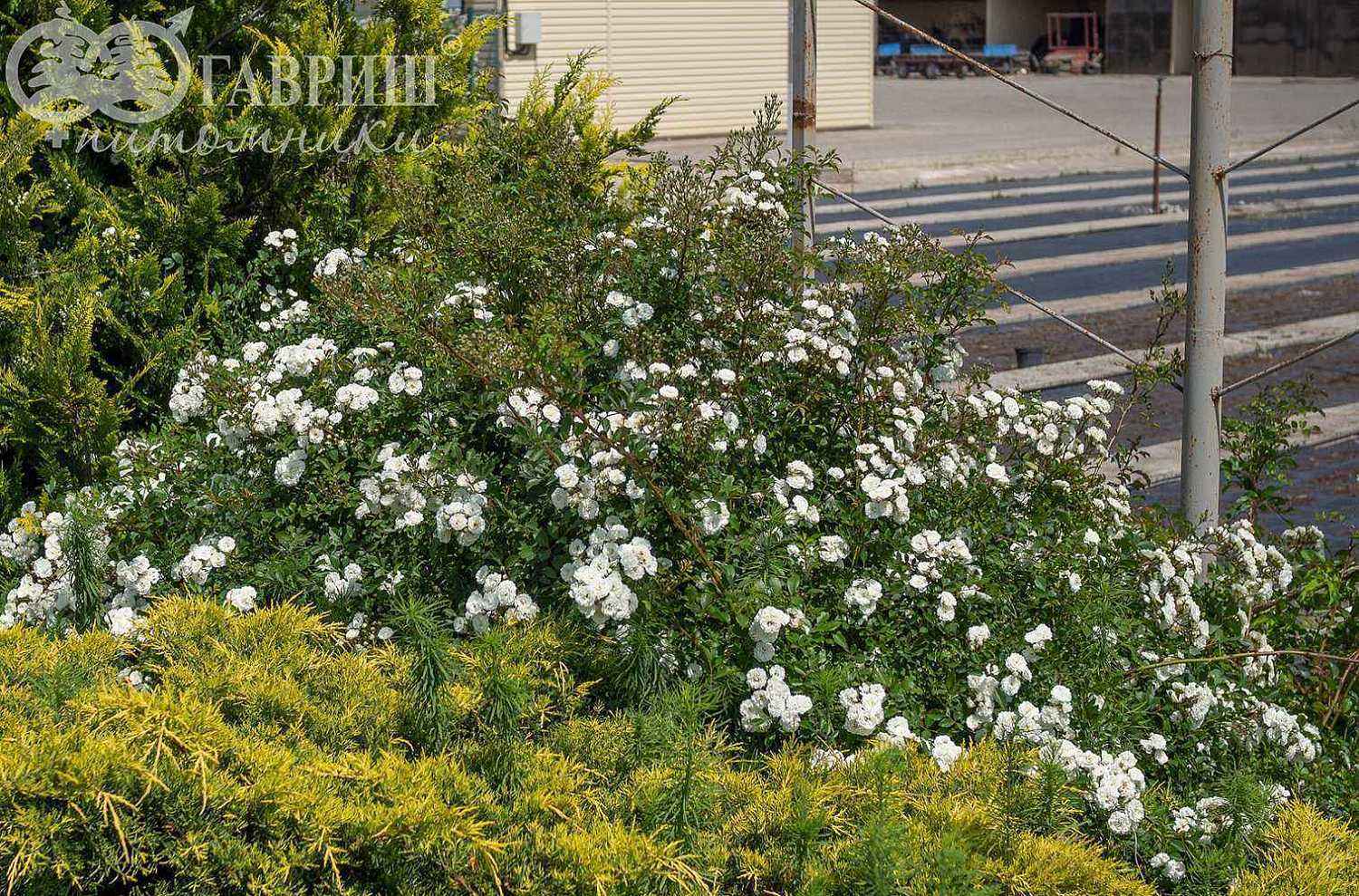 Роза миниатюрная White