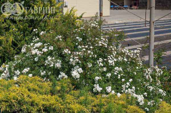 саженцы Роза миниатюрная White