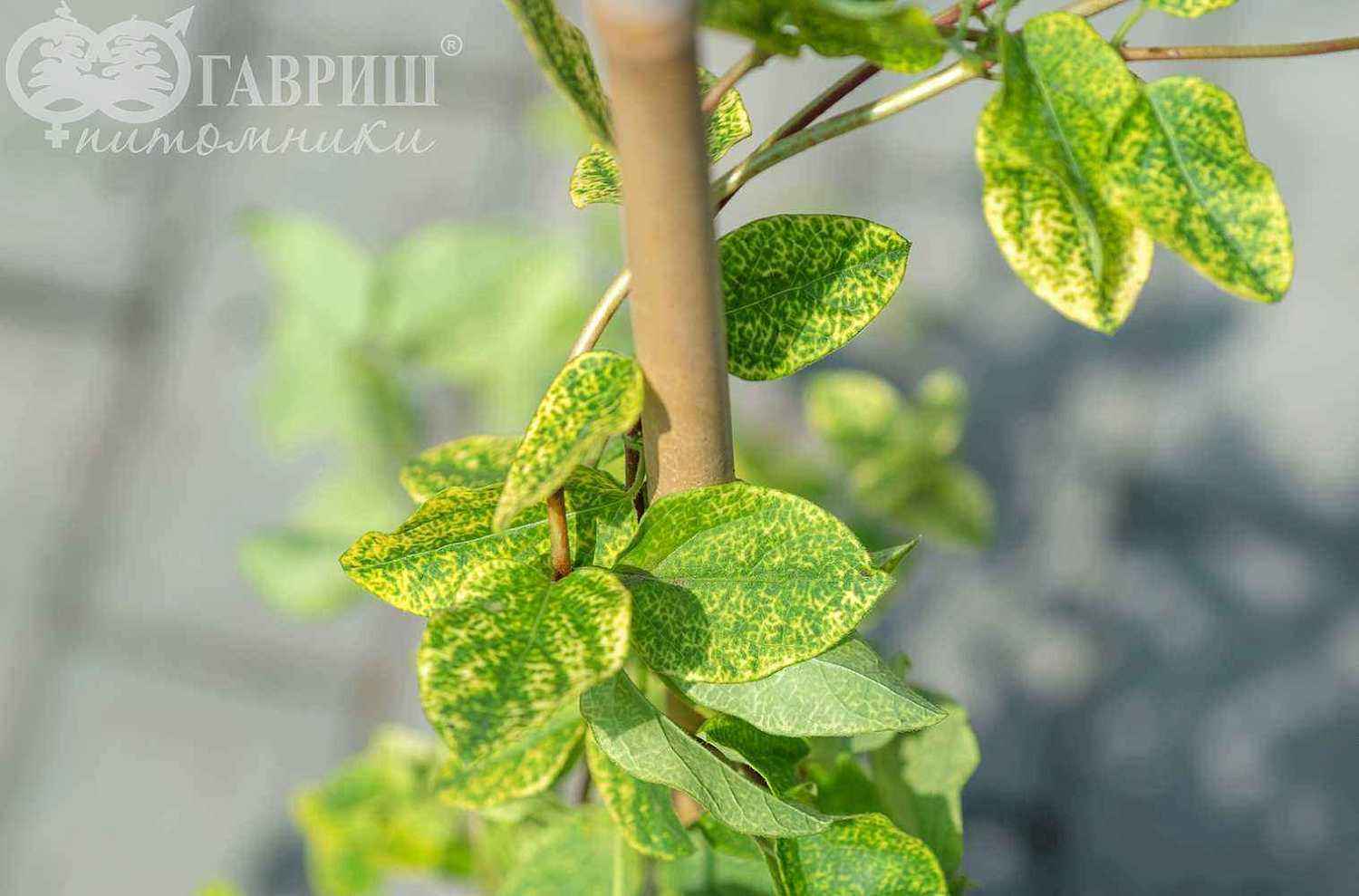 Жимолость японская Aureoreticulata