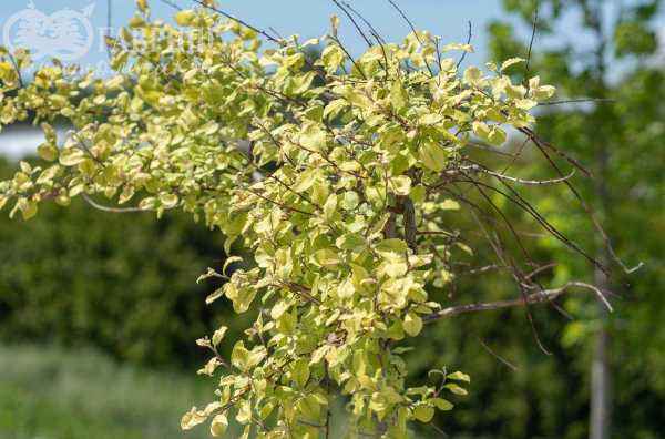 саженцы Ива козья Curly Locks