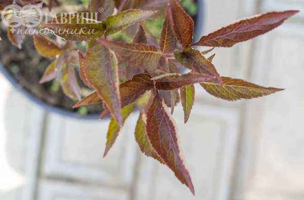 саженцы Бузина чёрная Black Beauty (Gerda)