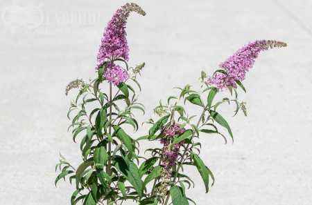 саженцы Буддлея Давида Pink Delight