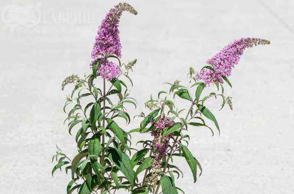 саженцы Буддлея Давида Pink Delight