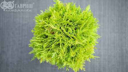 Купить туя западная mirjam деревья и растения