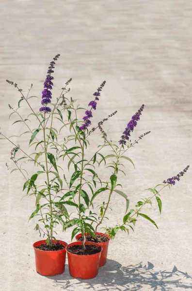 саженцы Буддлея Давида Black Knight