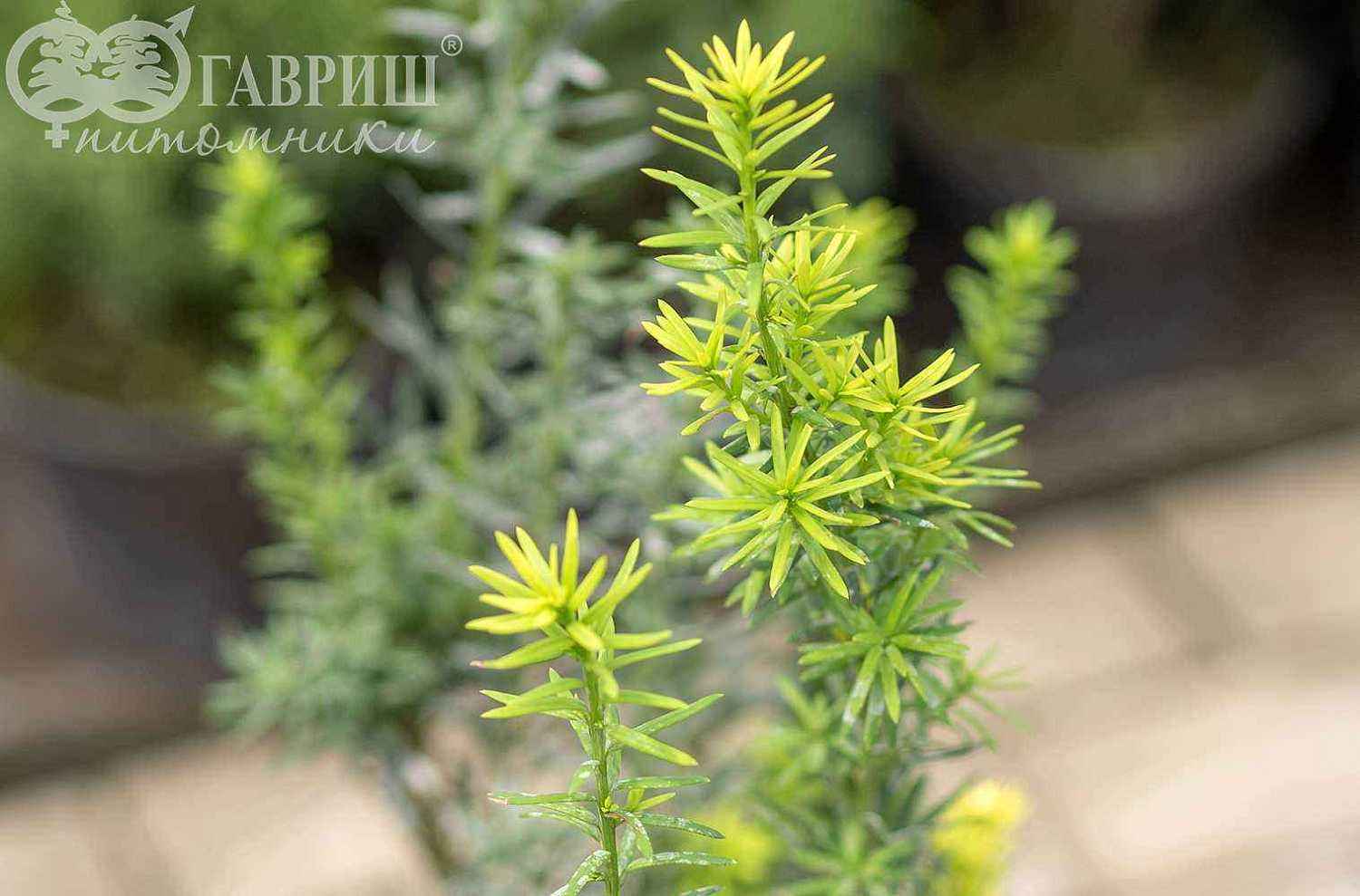 Тис средний Hicksii