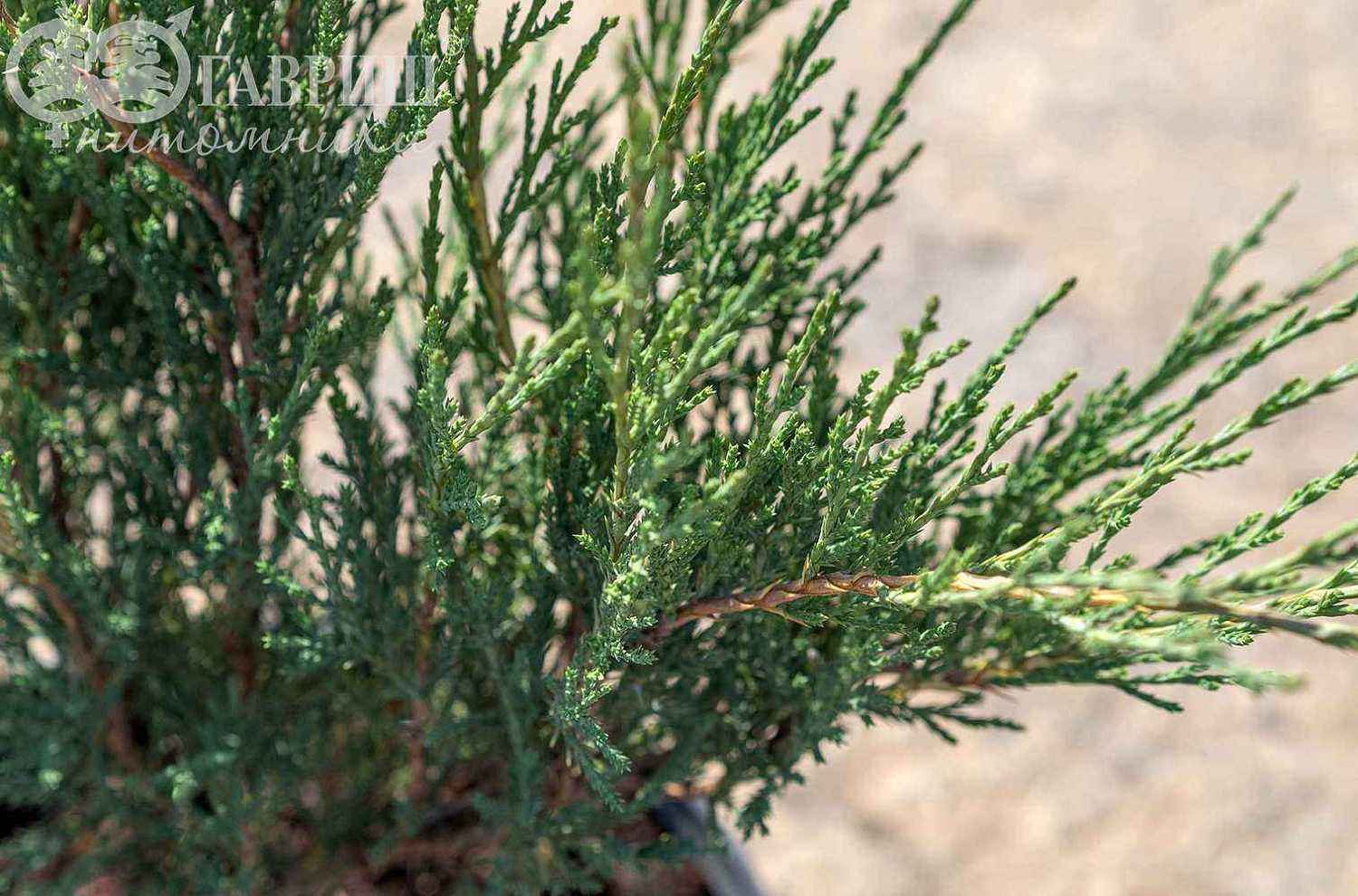 Можжевельник казацкий Hicksii