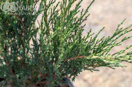 Купить можжевельник казацкий hicksii деревья и растения