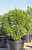 Купить сосна горная varella деревья и растения