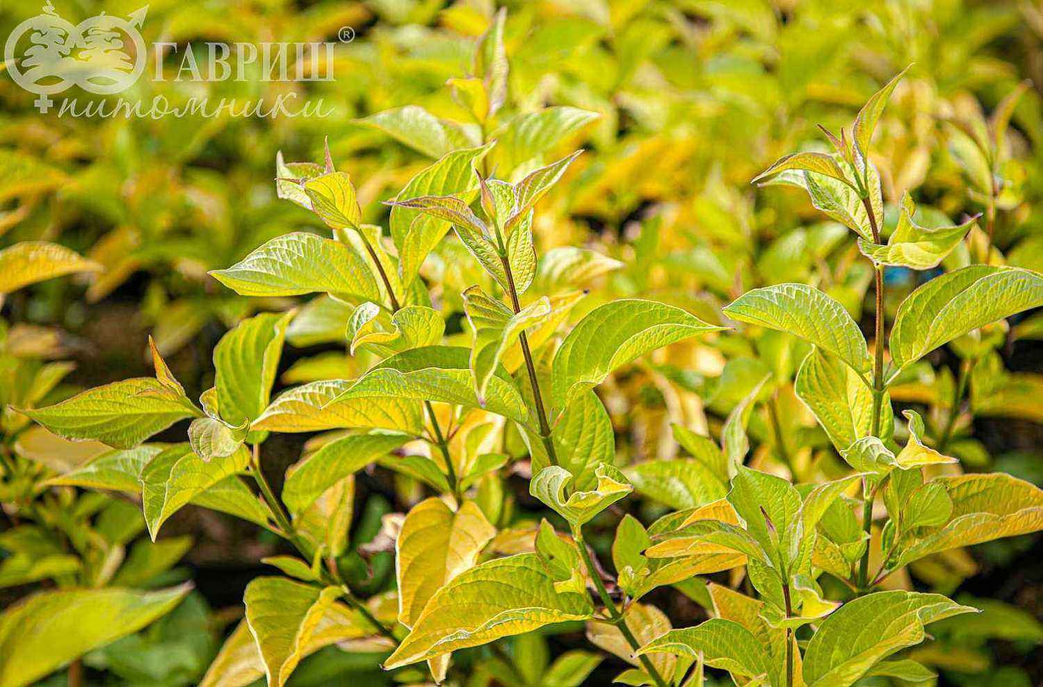 Дерен белый Aurea