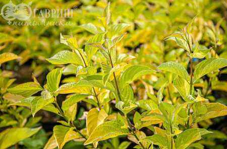 саженцы Дерен белый Aurea