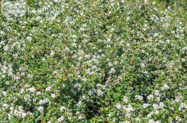саженцы Кизильник гибридный Coral Beauty