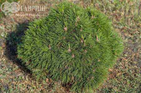 Купить сосна горная varella деревья и растения