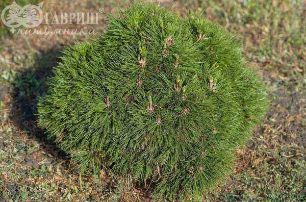 Купить сосна горная varella деревья и растения