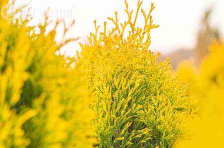 Купить туя складчатая goldy деревья и растения