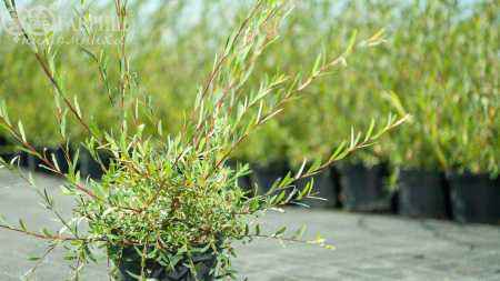 саженцы Ива пурпурная Nana