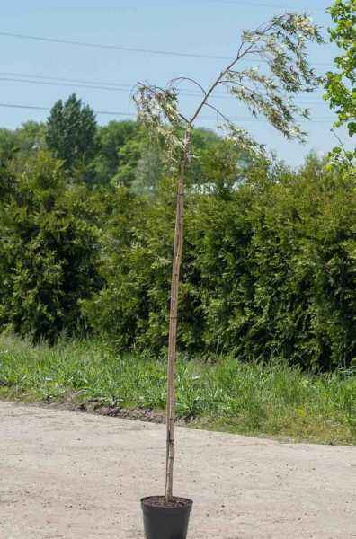 Саженцы берёза бородавчатая gracilis