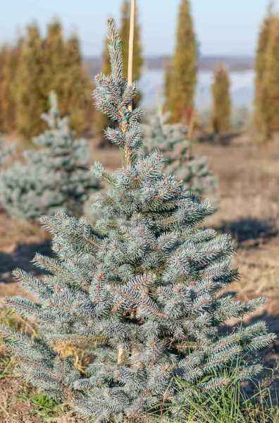 Купить ель колючая fat albert деревья и растения