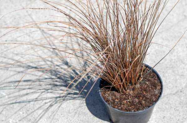 саженцы Осока Буханана