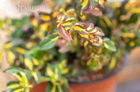 саженцы Бересклет Форчуна Interbolwi