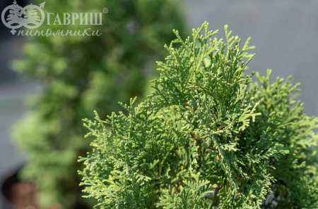 Купить туя западная miky деревья и растения