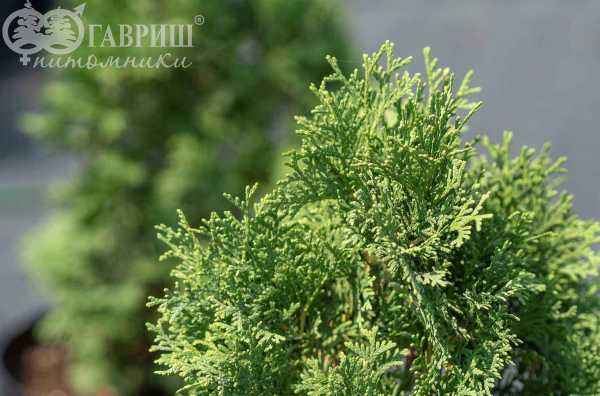 Купить туя западная miky деревья и растения